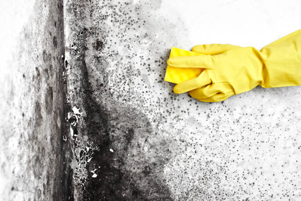 Best Post-Flood Mold Remediation in Scissors, TX