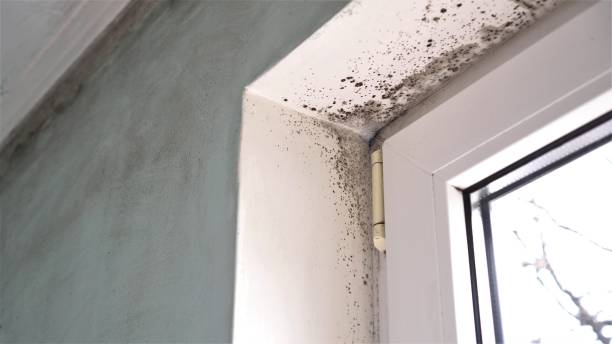 Best Residential Mold Remediation in Scissors, TX