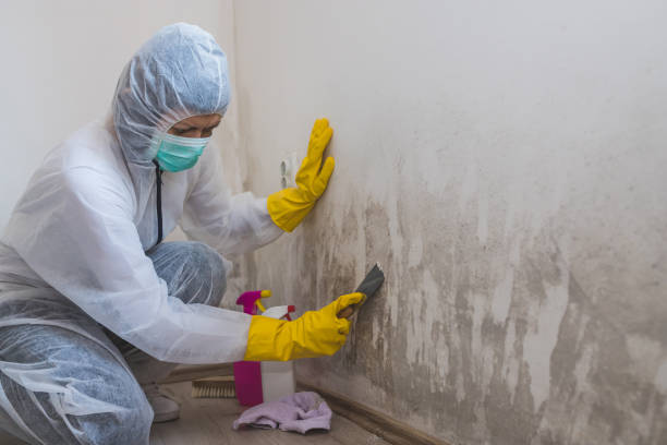 Best Kitchen Mold Remediation in Scissors, TX