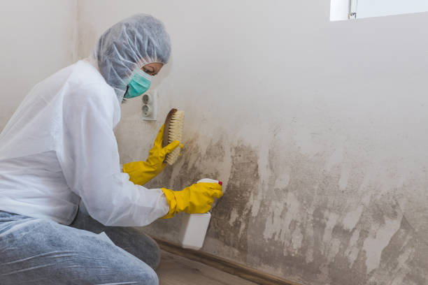 Scissors, TX Mold Remediation Company