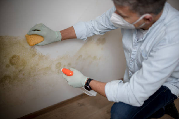 Best Black Mold Remediation in Scissors, TX