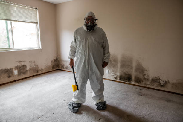 Best Health and Safety Mold Remediation in Scissors, TX