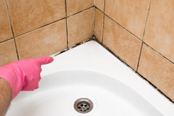 Best Attic Mold Remediation in Scissors, TX